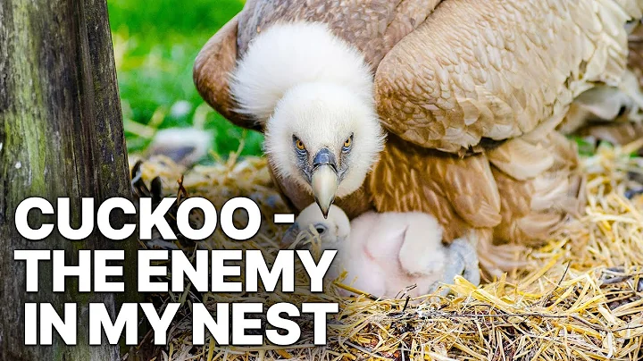 Cuckoo - The Enemy in My Nest | Wildlife Documentary