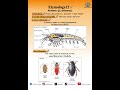 ✨Etymology12:Antenna (pl.antennae)✨#dek70#ALevel#ชีววิทยา#biology#bislinksacademy