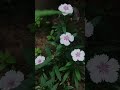 সাজিয়ে দেব ফুলে #youtubeshorts #nature #love