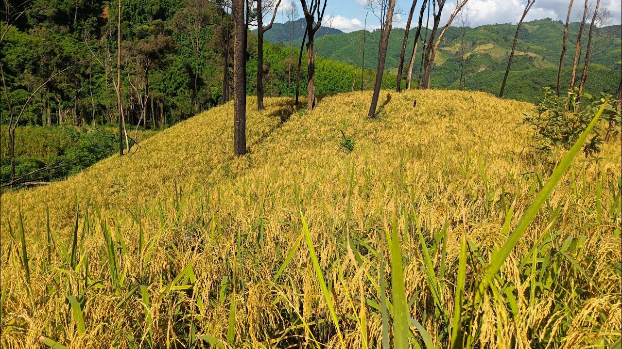Пришло время собирать урожай 🥰🌾🌾🌾