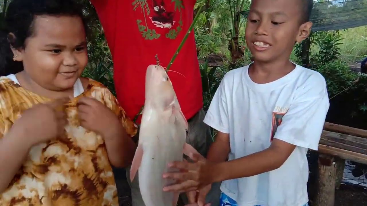 mancing ikan patin Albino 