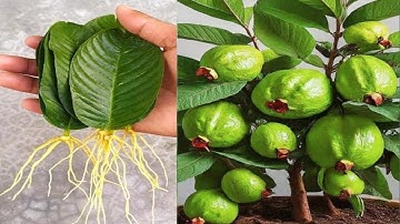 How To Grow Guava Tree From Guava Single Leaves Using Coco-Cola - Coco-cola Experiment