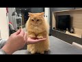 Trick &amp; Treat with My Cat - Day 13