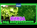 Кинза (кориандр) под микроскопом / Food Expert