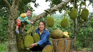 Harvest giant jackfruit and bring it to the market to sell - Cook nutritious porridge for your baby