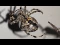 spider feeding 4, кормление паука дубль 4, крупный план