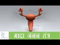 मादा जनन तंत्र का अध्ययन