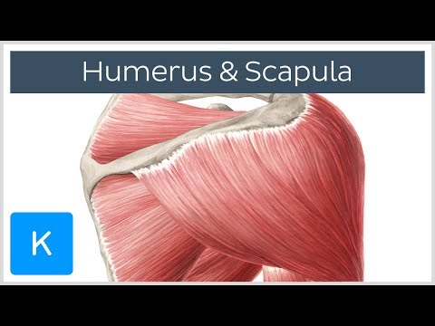 Muskeln des Humerus und der Scapula - Anatomie des Menschen | Kenhub