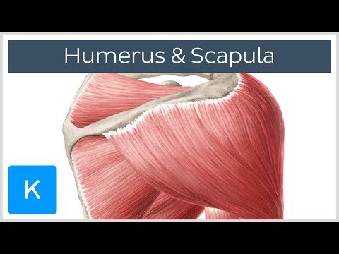 Video: Schulteranatomie, Fläche & Diagramm - Körperkarten