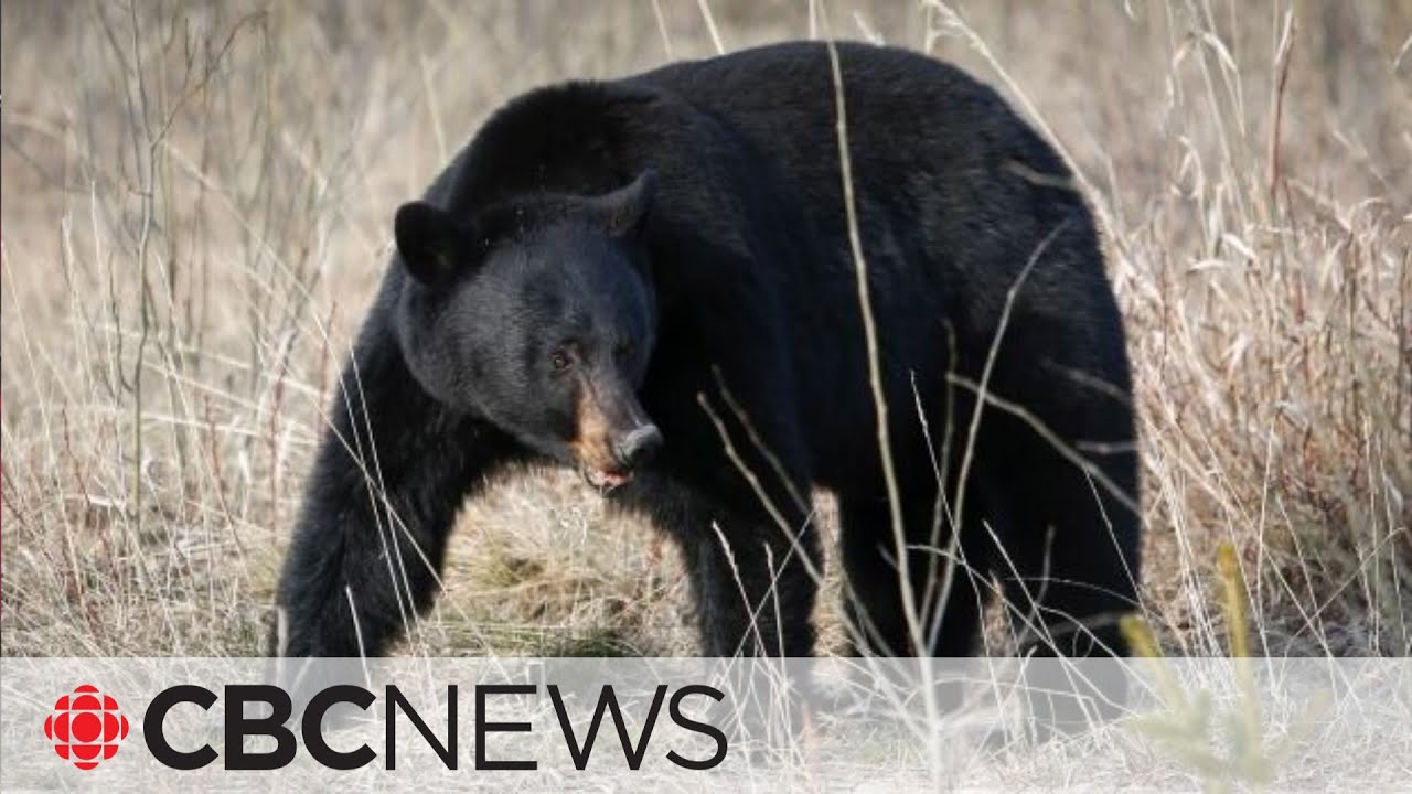 alberta-parks-issues-warnings-after-bear-encounters-west-of-calgary
