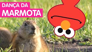 Sésamo Dança Animal Dança Da Marmota
