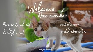 { Welcome New member } จากแมวจรตัวน้อยสู่สาวน้อยคนเล็กของบ้าน