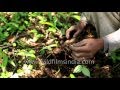 Collecting sattva  a herb plant and jaribooti in uttarakhand himalaya