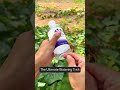 Lazy Gardener's BEST Friend! 😂 This Water Bottle Trick is GENIUS! #gardening