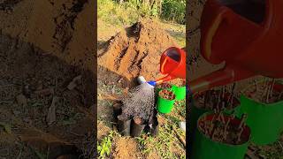 Bougainvillea grafting step-by-step guide, fast growth tips, beautiful flowering results, easy