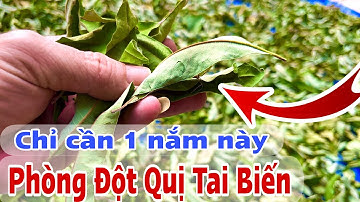 Loại cây giúp tốt sức khoẻ. PHAN HẢI Channel 