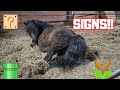 Princess Peach is on her way Daisy is ready for her arrival! | Friesian Horses