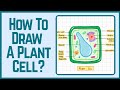 How to Draw Plant Cell Step by Step 🌱 | Class 9 Biology Diagram @Bioinfluenza 