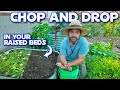 How i chop and drop directly in my raised beds