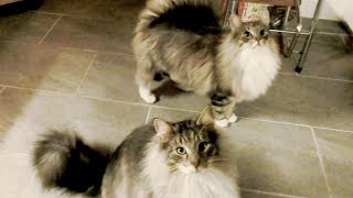 Norwegian forest cats begging for food (2)