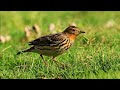 Anthus Cervinus Anthus Cervinus