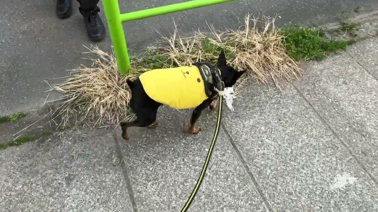 2026.03.01のお散歩145秒