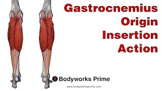 Gastrocnemius Anatomy: Origin, Insertion & Action
