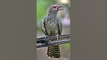 voice of koel bird