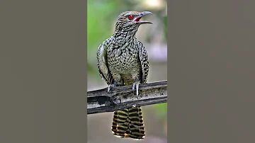 Voice Of Koel Bird 