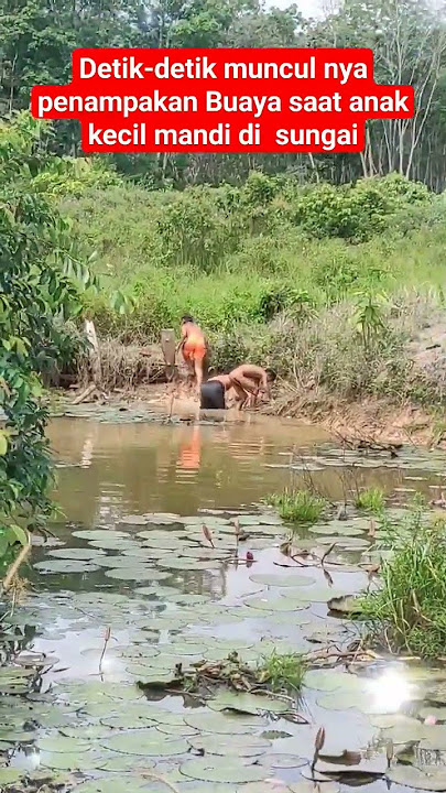 Ngeri penampakan Buaya saat anak-anak mandi di sungai#viral #shorts #crochet #buasir #america#india