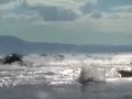 Dolphin Stampede off Newfoundland