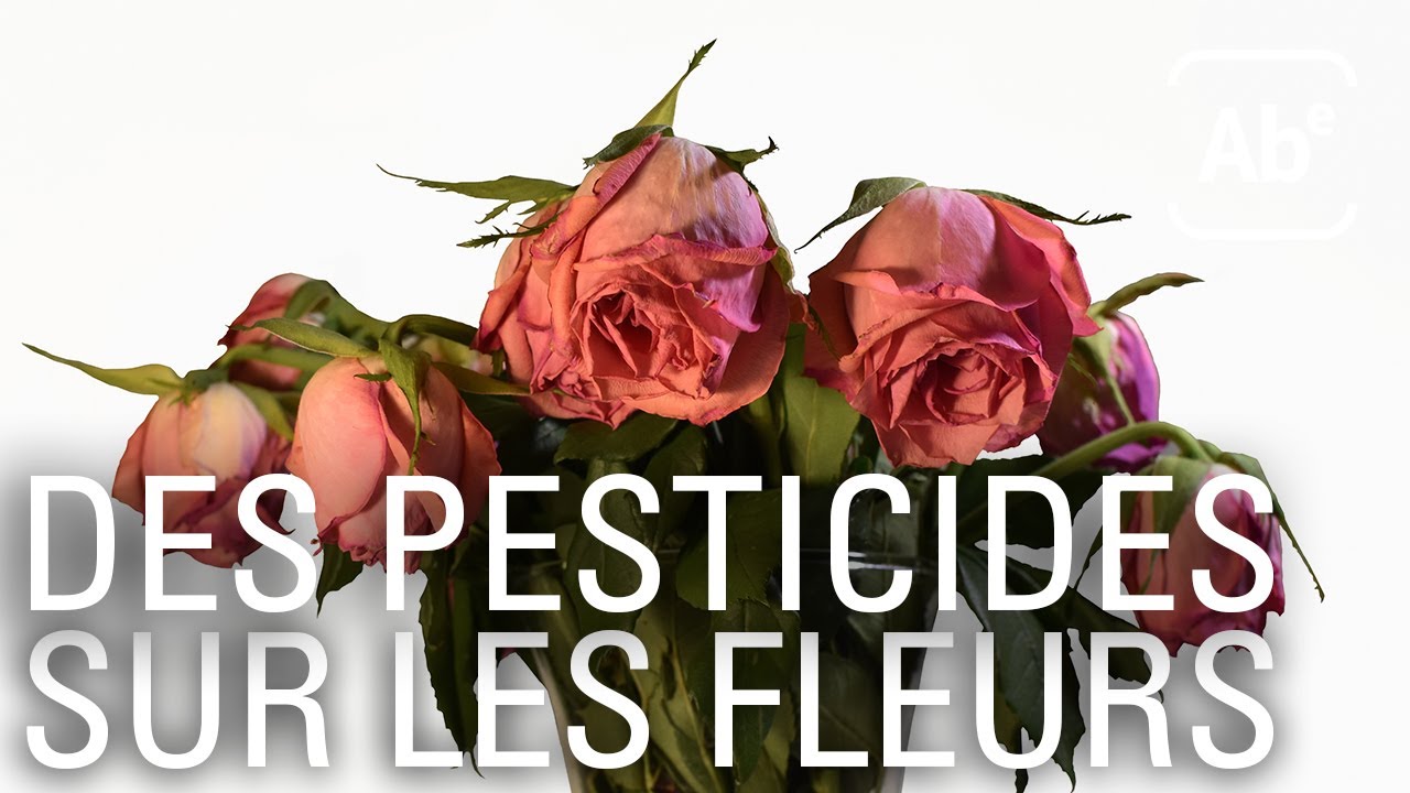 A Bon Entendeur | Fleurs mondialisées, aux senteurs de pesticides