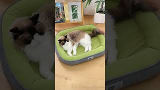 Your Pet Will Love This Cozy Bed All Year Round! #pet #cat #dog