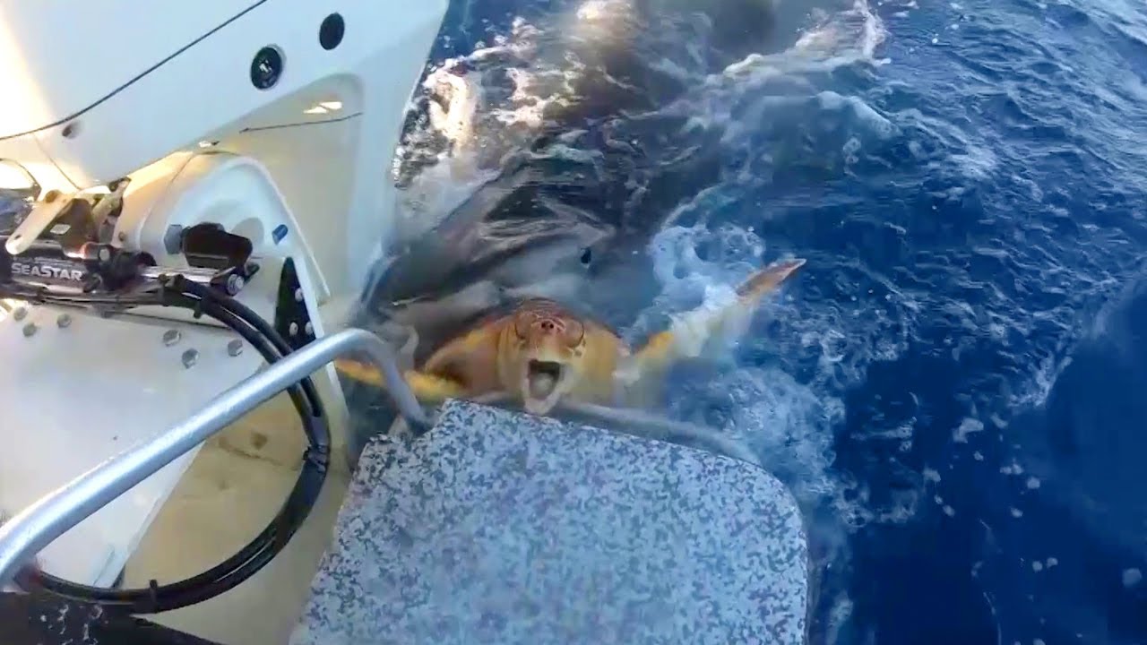 Tiger Shark Vs Sea Turtle