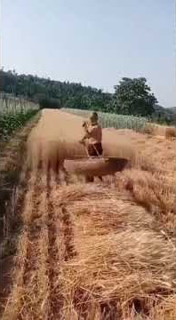 Naked farmer #shortschallenge #shortshortsvideo #shorts #shortsfeed #shortsyoutube #shortsvideo#cat