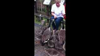 baby geese attack