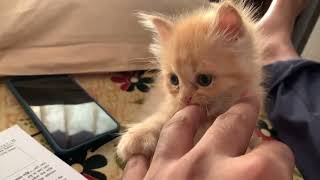 Cute Persian Ghurghury | Cute Persian by Persian Cat 287 views 10 months ago 2 minutes, 18 seconds