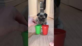 How Smart Is a Dog? #pugdog #pugs #dogs #pets