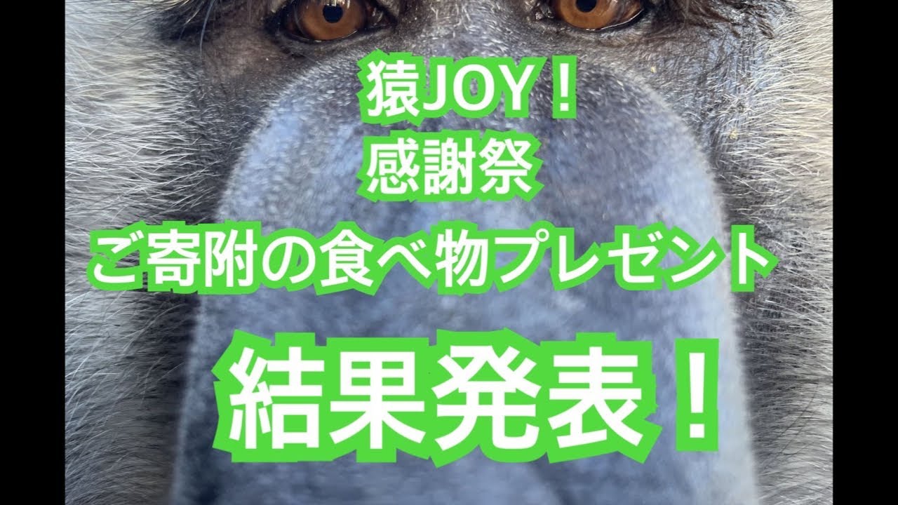 猿JOY！感謝祭リツイート企画結果発表！ヒヒの城編