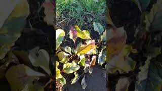 Remolachas (Beta vulgaris)