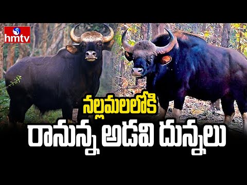 నల్లమలలోకి రానున్న అడవి దున్నలు | Wild Buffaloes Coming To Nallamala Forest | hmtv