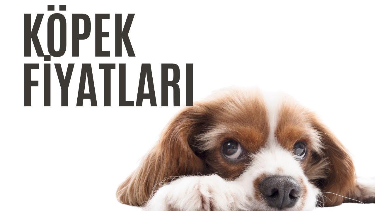 Yavru Köpek Fiyatları Ne Kadar? Köpek Almak İstiyorum Ne Kadar Bütçe Ayırmalıyım? 2025 Fiyatları