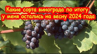 Какие сорта винограда по итогу у меня остались на весну 2024 года