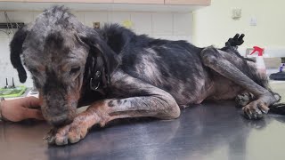 Dog was found abandoned in a very poorly condition, sick and malnourished.