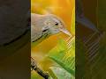 The Hidden Engineer: Why This Bird Is Smarter Than You Think! #shorts