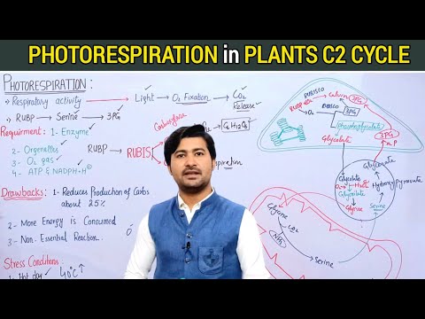 13.2 Photorespiration In Plants C2 Cycle | Effects Of Photorespiration | Fsc Class 11