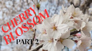 Cherry Blossom Festival  Part 2