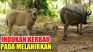 TIME FOR THE MOTHER BUFFALOES TO GIVE BIRTH