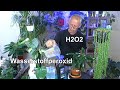 H2o2 wasserstoffperoxid fr pflanzen nutzen hydrokultur hydroponik und substrat der test anfang