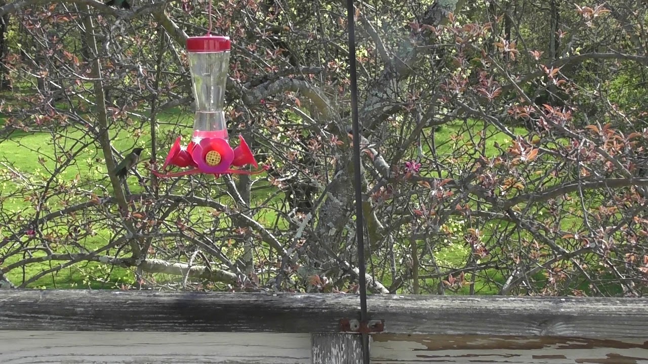2 Male Hummingbirds vicious fight 5218 YouTube